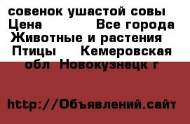 совенок ушастой совы › Цена ­ 5 000 - Все города Животные и растения » Птицы   . Кемеровская обл.,Новокузнецк г.